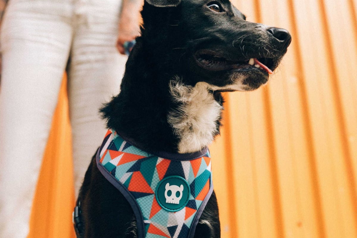 Arnés Air Mesh Plus Modelo Ella ZeeDog® - Imagen 3