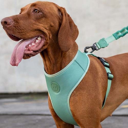 Arnés Air Mesh Plus Modelo Army Green ZeeDog® - Imagen 4