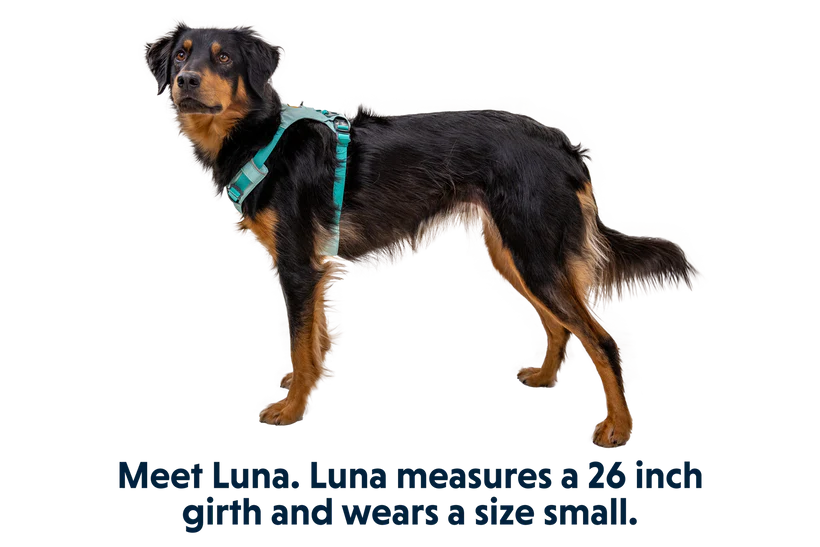 Ruffwear Arnés "Hi & Light" Blue Dusk - Imagen 8